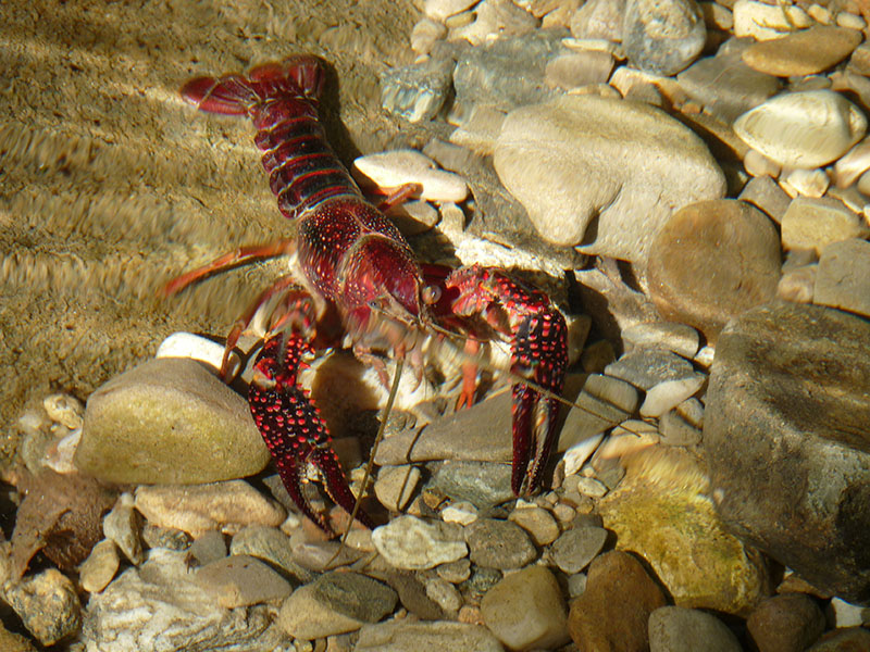 Procambarus clarkii